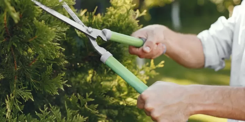 Volquetas para podas y escombros. Perona podando un arbusto con tijeras para podas